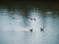 -艾溪湖湿地公园