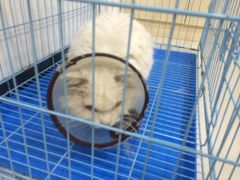 嘉宠动物医院-嘉宠动物医院