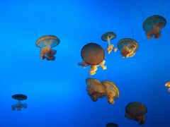 -太平洋海底世界