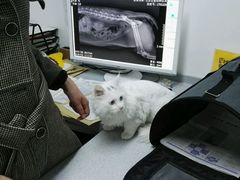 -达爱动物医院·犬猫分区·CT·复杂眼科(远洋山水分院)