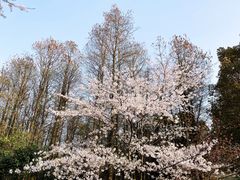 -上海共青森林公园