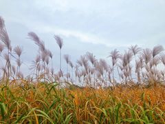 -尚贤河湿地