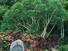 -中国科学院西双版纳热带植物园