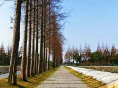 -上海长兴岛郊野公园