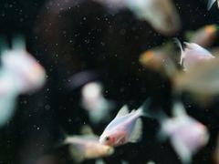 -青石桥花鸟鱼虫市场(叠翠城店)