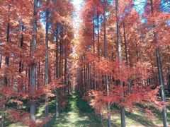 -黄海国家森林公园