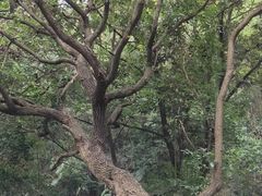 -广州市帽峰山景区