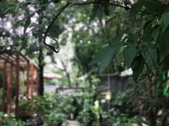 -谷咖啡·鲜花绿植花园餐厅