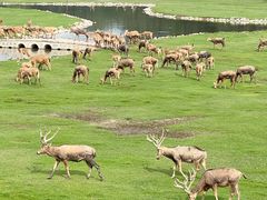 -北京麋鹿生态实验中心