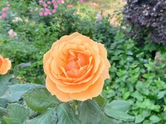 -鹅湖玫瑰文化园