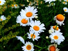 -汉长安城未央宫国家考古遗址公园