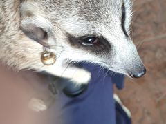 -清迈夜间动物园