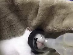 -荔康动物医院(康王北路店)