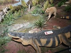 -陕西自然博物馆