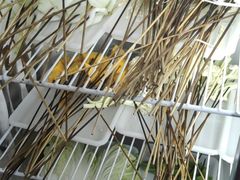 -六六火锅串串香(黄杨路)