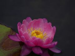-云溪植物园