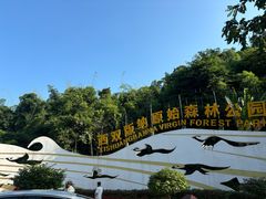 -西双版纳原始森林公园