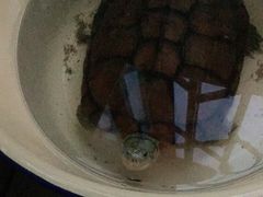 -灵龟之家百象馆(百象馆联合旗舰店)
