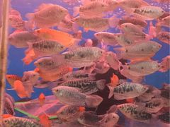 -双季花艺园艺市场(浦东店)