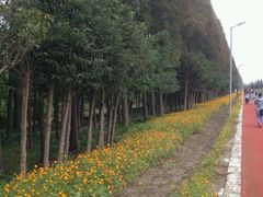 -上海长兴岛郊野公园