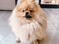 -爱侣宠医·鹦鹉专科·小型哺乳类·异宠专科(灵石路店)