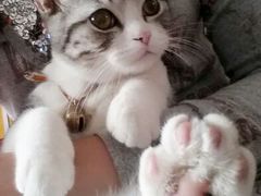 哇哈哈。。谢谢大妞。。这是我家元宝。。-Bastet sally猫舍购宠(静安店)