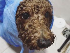 -翊宠yipet猫狗购宠庄园犬舍•猫舍