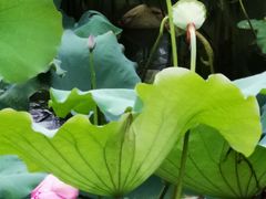 -西湖外事游船(湖滨二公园外事游船码头)