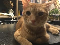 -RP酒吧·静吧·BAR