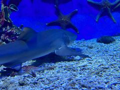 -太平洋海底世界