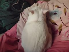-爱洗澡的猫(天河路店)