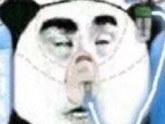 -momokira米努特·德文卷毛猫·棉花面纱犬