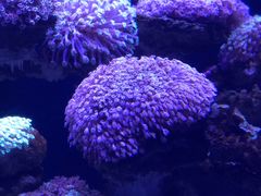 -芜湖新华联大白鲸海洋公园