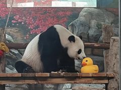 -武汉动物园