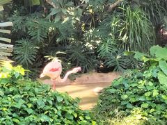-海南热带野生动植物园