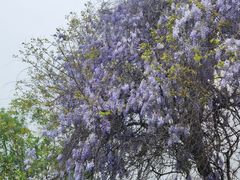 -盘龙城国家考古遗址公园