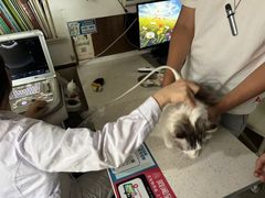 -宠颐生宠物医院·心肾内科·猫专科诊疗中心宠巢店