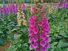 -松山湖梦幻百花洲