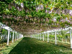 -白鹿原葡萄主题公园