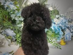 -BABIT巴比特宠物(MOMOPARK店)