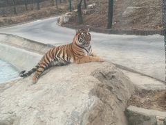 -栾川竹海野生动物园