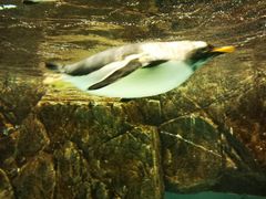 -成都浩海立方海洋公园