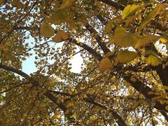 -千年银杏谷文化旅游区