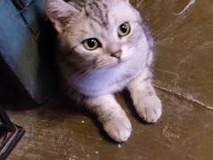 -猫猫幼稚园·撸猫·桌游·电玩