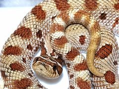 -酷以爬仙阁实体爬宠店·守宫·蜥蜴·专业繁育