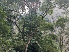 -楠溪江石桅岩
