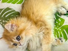 -青奢宠物·青奢猫舍