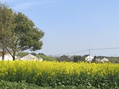 -贡湖湾湿地公园