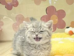 -momokira米努特·德文卷毛猫·棉花面纱犬
