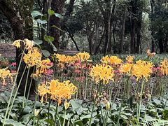 -杭州植物园